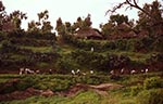 Biblický kraj.   K&rcaron;es&tcaron;ané v etiopských horách chodí zahaleni do bílých bavln&ecaron;ných látek. Toto místo má velmi p&rcaron;íjemnou atmosféru a krajina dokonce voní ...   (Etiopie)