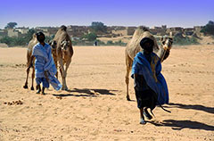 Koráb pouště. 
Velbloudi putují na trh ze vzdálených míst nedozírné Sahary. 
(Egypt)